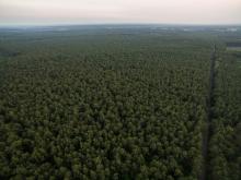 Zagospodarowanie lasów w przebudowie