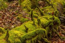 Rola martwego drewna w ekosystemach leśnych