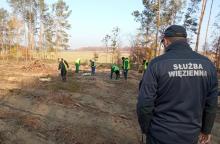 Sadzenie lasu przez osadzonych z Zakładu Karnego w Opolu Lubelskim