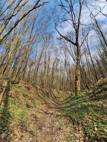 Powołanie rezerwatu Grabowy Las im. prof. Floriana Święsa